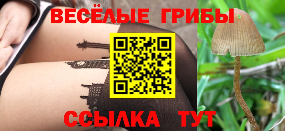 Галлюциногенные грибы Psilocybe Ефремов